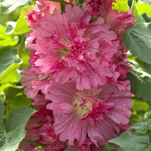 Spring Celebrities Rose Hollyhock