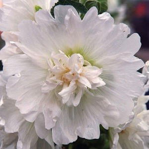 Spring Celebrities White Hollyhock