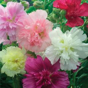 Queeny Mix Dwarf Hollyhock