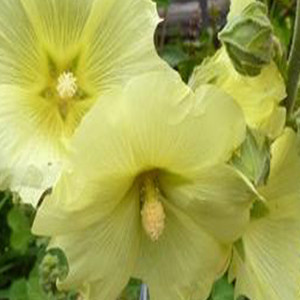 Henry VIII Lemon Single Hollyhock