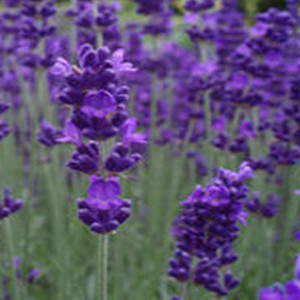 Blue Scent English Lavender