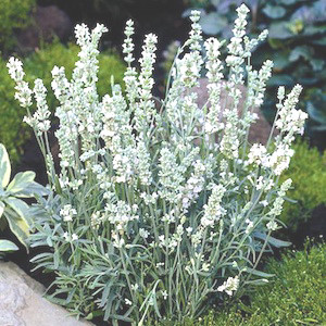 Ellagance Ice English Lavender