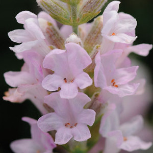 Ellagance Pink English Lavender