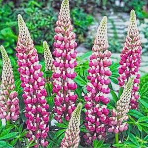 The Chatelaine Lupine