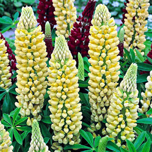 The Chandelier Lupine