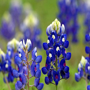 Texas Blue Bonnet Lupine