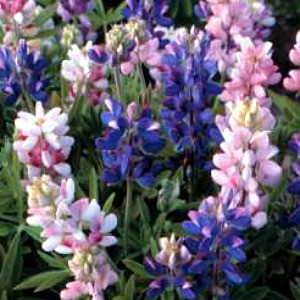 Pixie Delight (Dwarf) Lupine