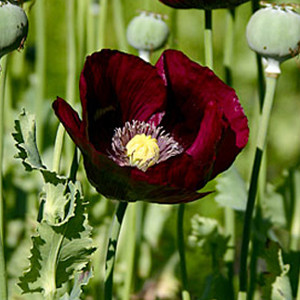 Lauren's Grape Poppy