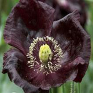 Midnight Dark Moon Poppy