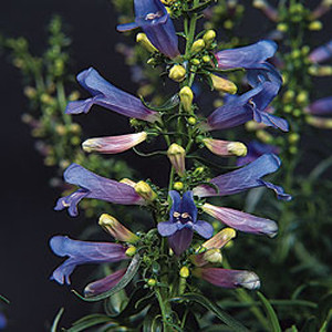 Electric Blue Penstemon