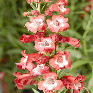 Arabesque Red Penstemon