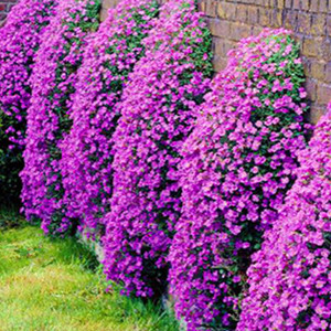 Cascade Purple Rock Cress