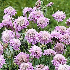 Pink Diamonds Scabiosa