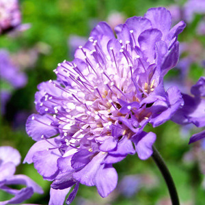 Blue Note Scabiosa