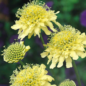 Yellow Pincushion Scabiosa