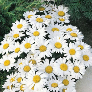 Snow Lady Shasta Daisy