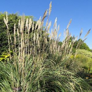 Plume Ornamental Grass