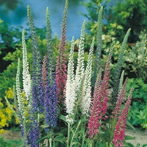 Sightseeing Mix Veronica