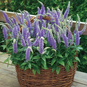 Blue Bouquet Veronica