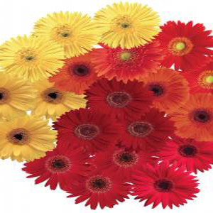 Festival Fall Harvest Mix Gerbera Daisy