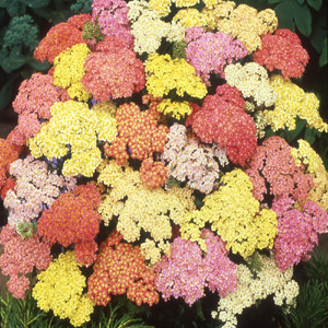 Summer Pastels Yarrow