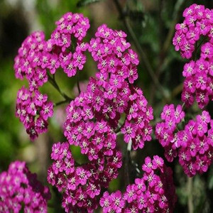 Cerise Queen Yarrow