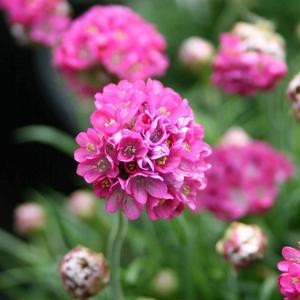 Mini Sticks Rose Armeria