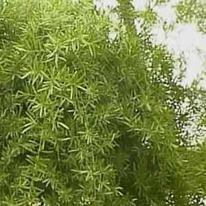 Sprenger's Asparagus Fern