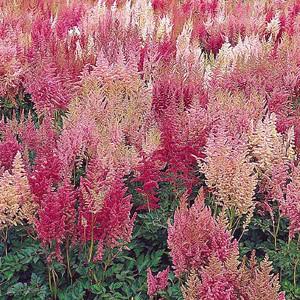 Grande Arendsii Astilbe