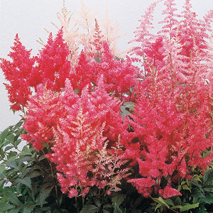 Bella Astilbe