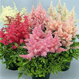Showstar Mix Astilbe