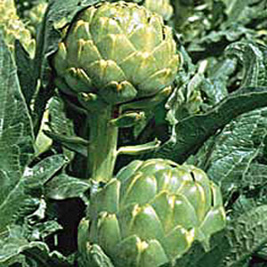Artichoke Imperial Star