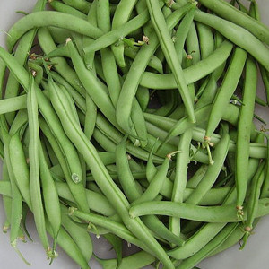 Provider Bush Bean Seeds-OP