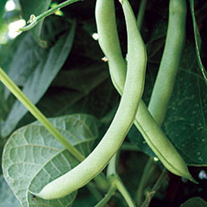 Hialeah Bush Bean