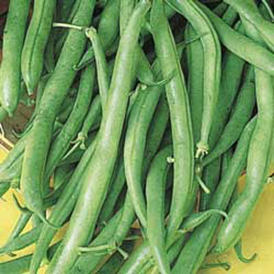 Derby Bush Bean
