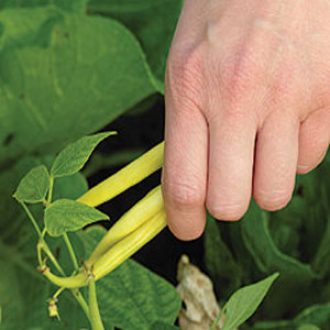Golden ButterWax Bush Wax Bean