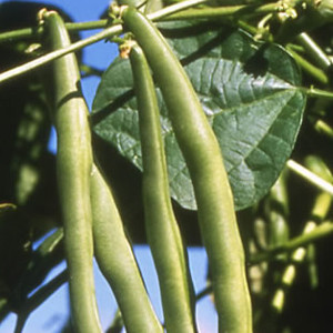 Kentucky Blue Pole Bean