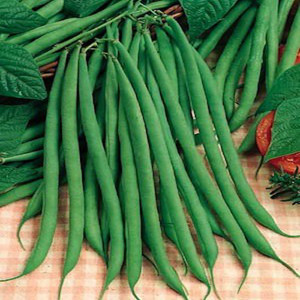 Fortex Pole Bean