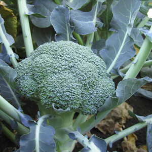 Lieutenant Broccoli