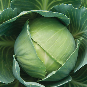 Gonzales Cabbage