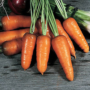 Royal Chantenay Carrot