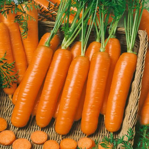 Little Fingers Carrot