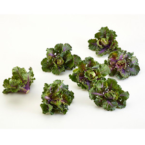 Mistletoe Kalettes®