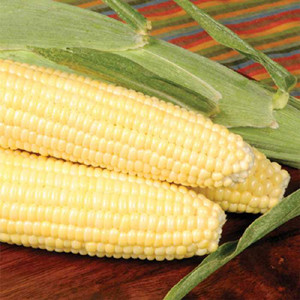 Bodacious F1 Yellow Sweet Corn