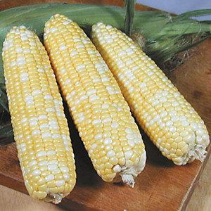 Xtra-Tender F1 Bi-Color Sweet Corn 277A