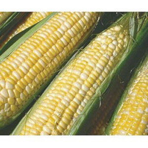 Peaches & Cream Bi-Color Sweet Corn