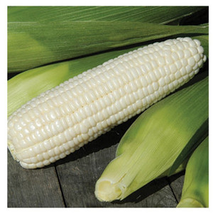 Xtra Tender 3473 White Sweet Corn