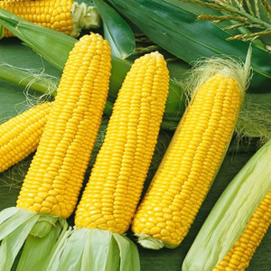 ubilee Golden Yellow Sweet Corn