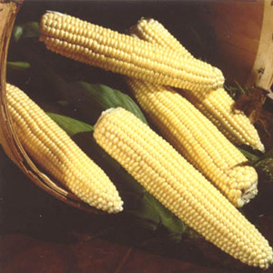 Northern Xtra Sweet Yellow Sweet Corn