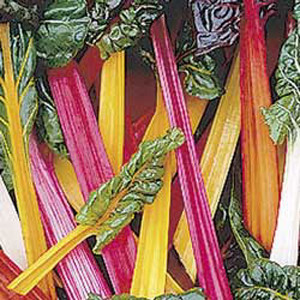 Bright Lights Swiss Chard